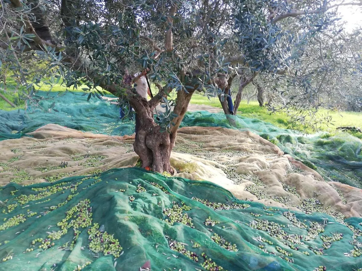 別荘 カステッランマーレ・デル・ゴルフォ Rustico In Campagna A Due Passi Dal Mare - Scopelloヴィラ イタリア